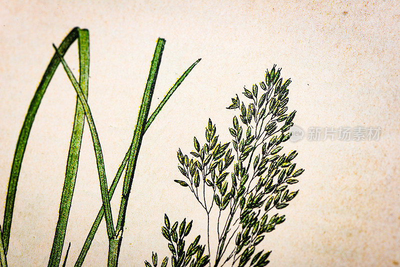 仿古植物学插图:丛毛草，Deschampsia caespitosa